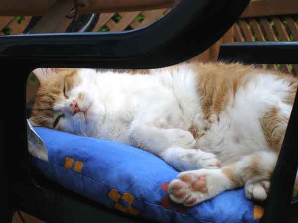 Katze 001