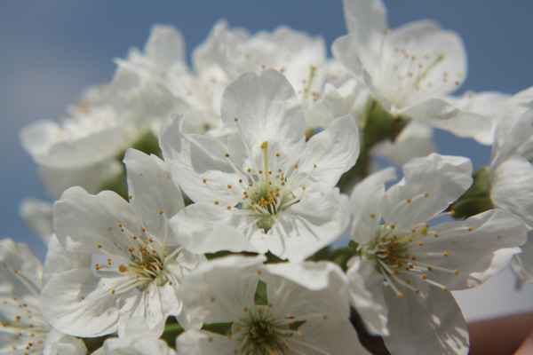Apfelblüten