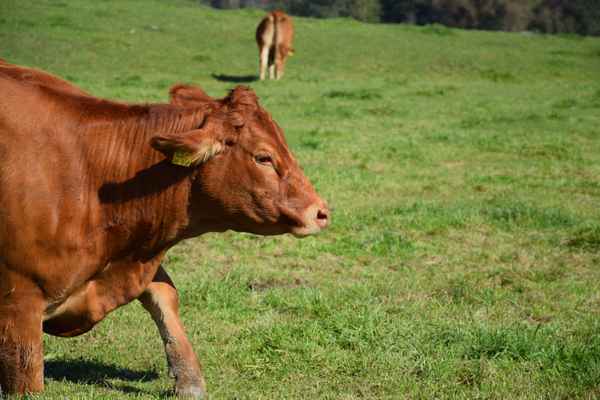 Idylle im Voralpenland