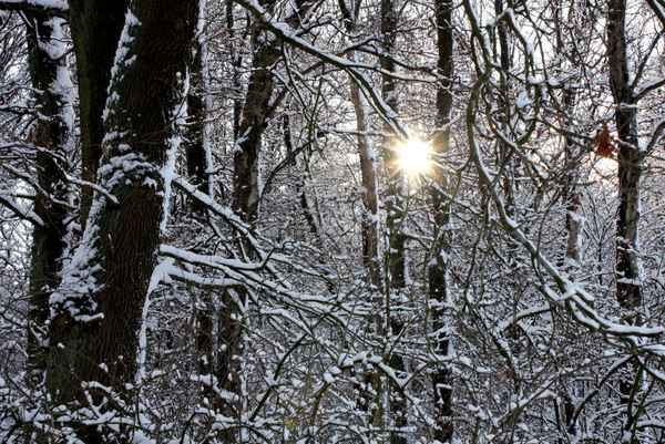  Sonne im Winterwald