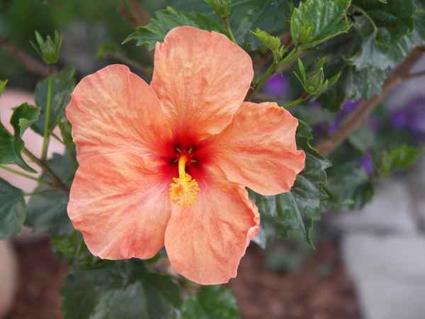 Blüte