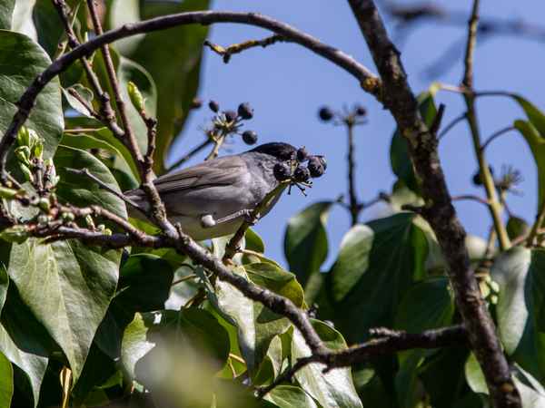 Eine nehm ich noch ...