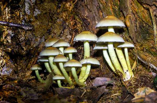 Grünblättriger Schwefelkopf