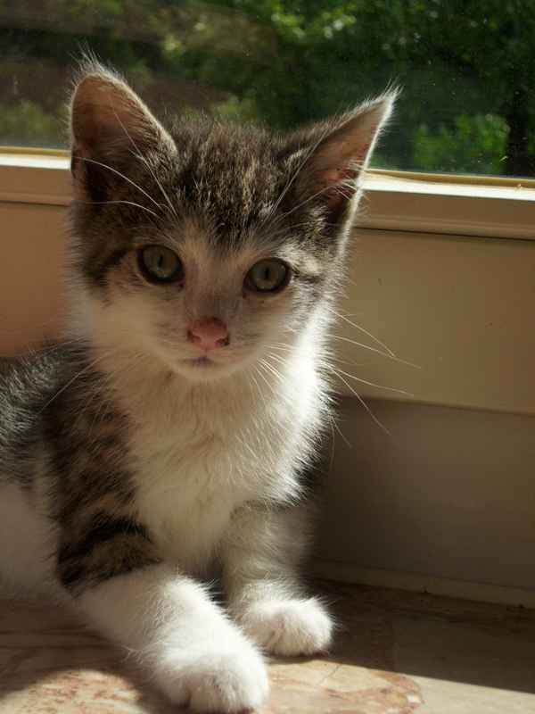 Kleiner Kater Atze