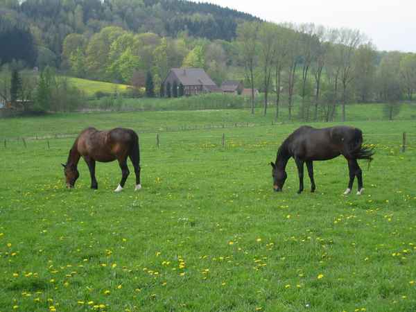 Pferde auf der Frühlingswiese
