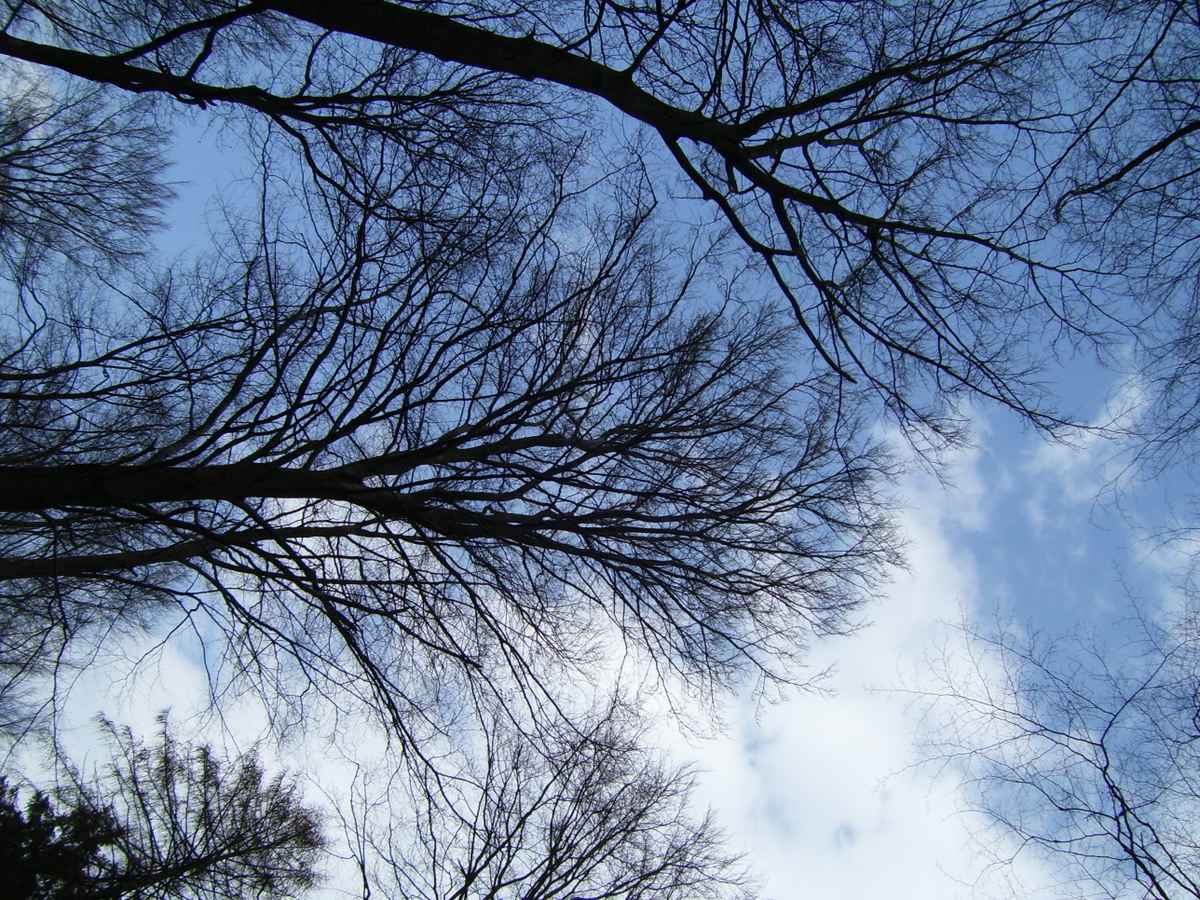 Blick nach oben