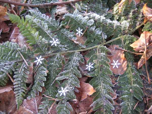 Farn im Frost