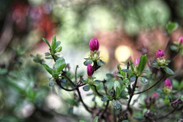 Japanische Zwergazaleeblüte