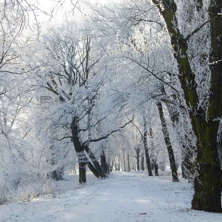 vereiste Parklandschaft