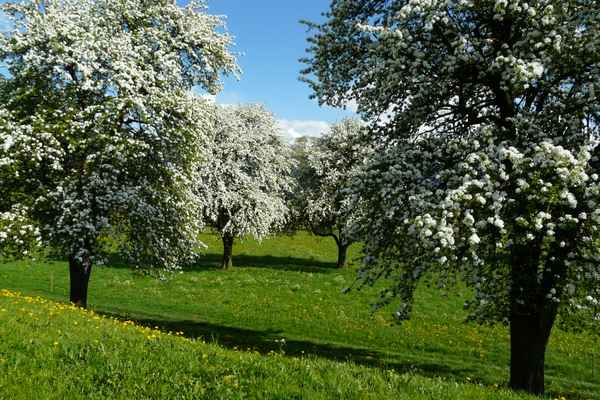 Endlich Frühling !