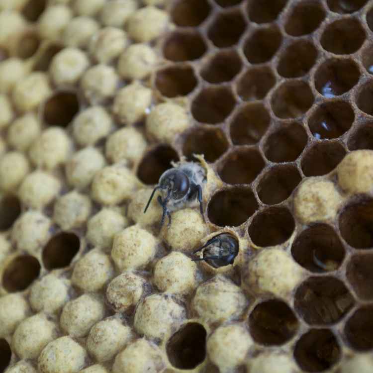 Drone bei der Geburt