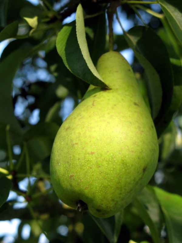 Schöne Birne