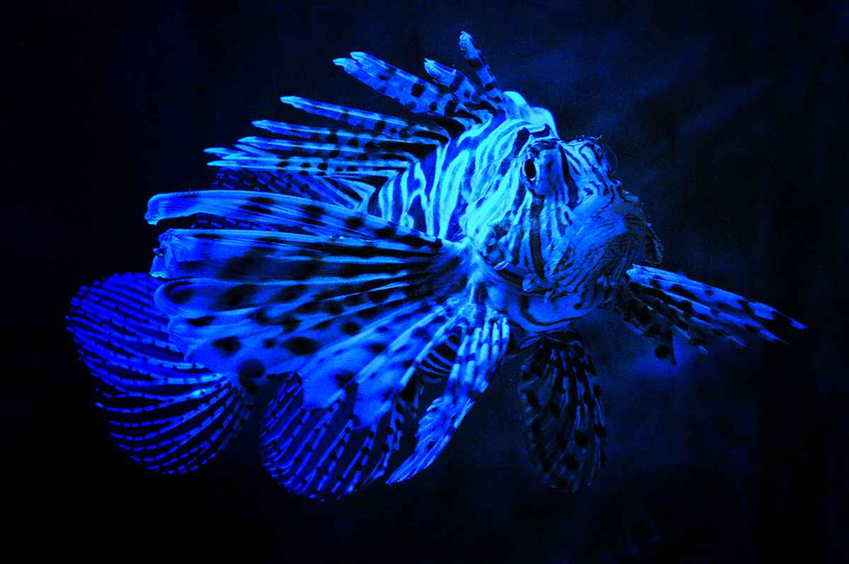 SKANDAL IM ZOO-AQUARIUM