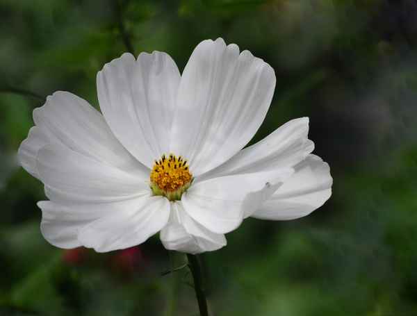 eine weiße Cosmea