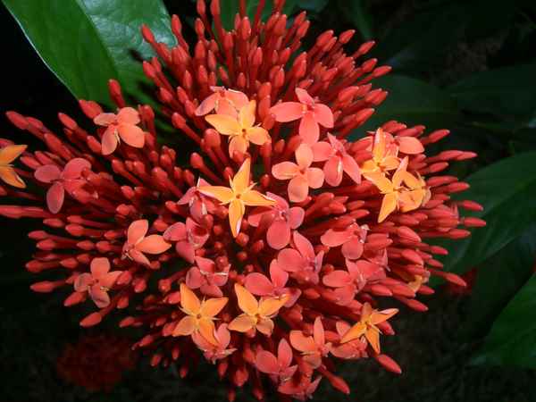 Ixora coccinea