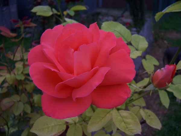 Rose - rot