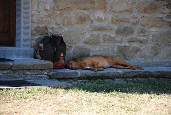 Traumhund