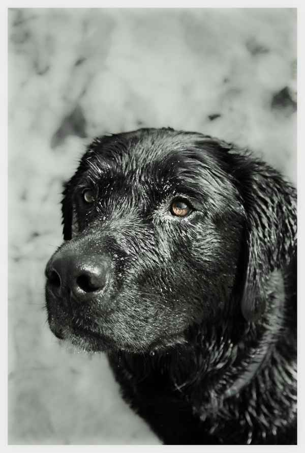 Labrador Portrait
