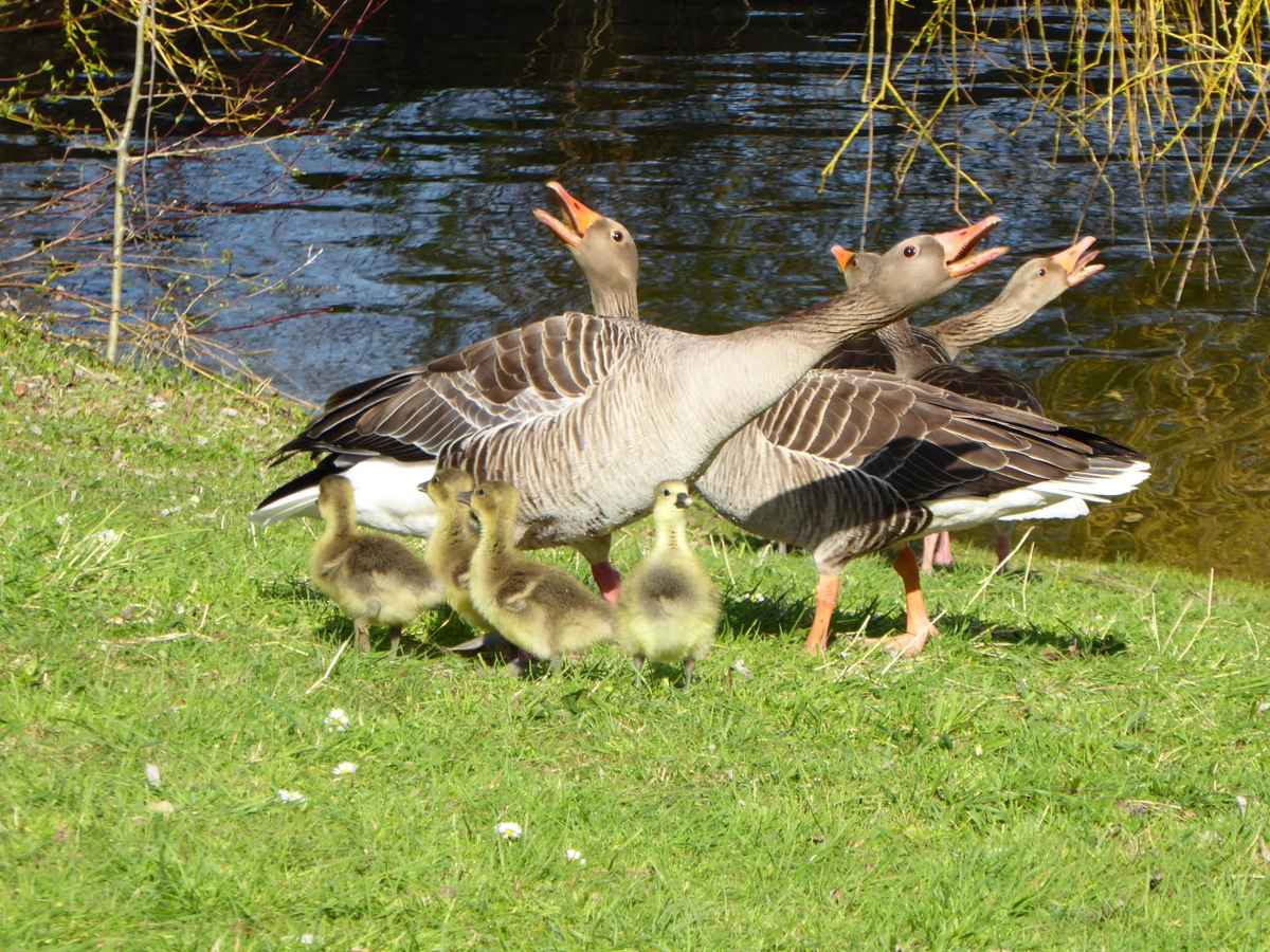 Gänse am See mit Nachwuchs