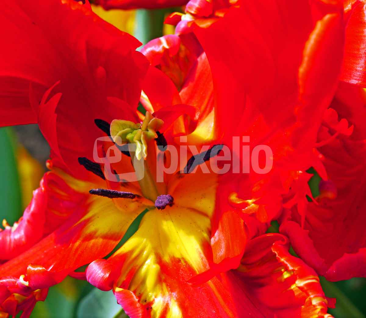 Feuerrot , . . . .