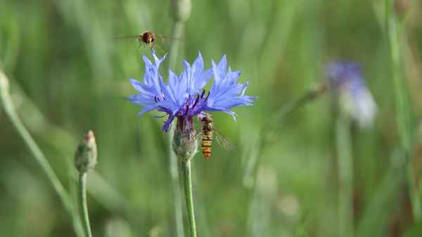 Kornblume und Gäste
