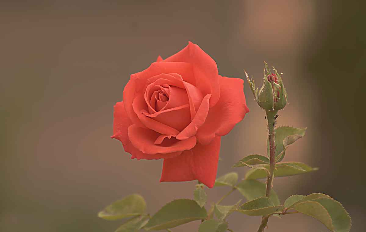 Blüte