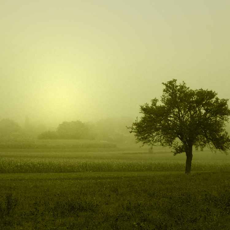 Nebelbaum