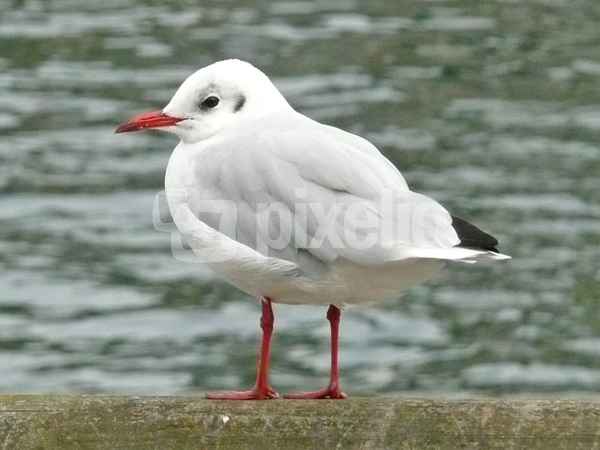 Strandläufer