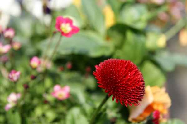 Bellis