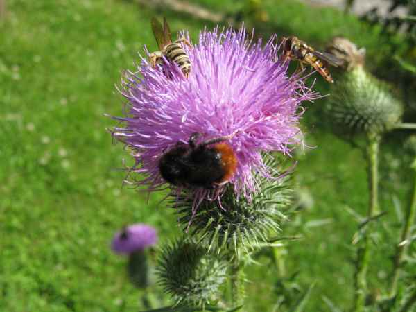 Distel mit Hummelchen und Bienchen und Getier