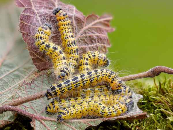 Mondvogelraupe_2