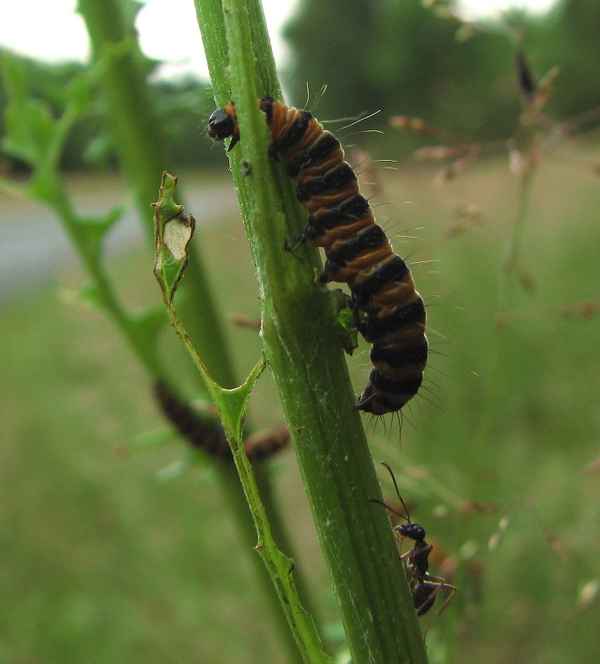 Raupe mit Begleitung