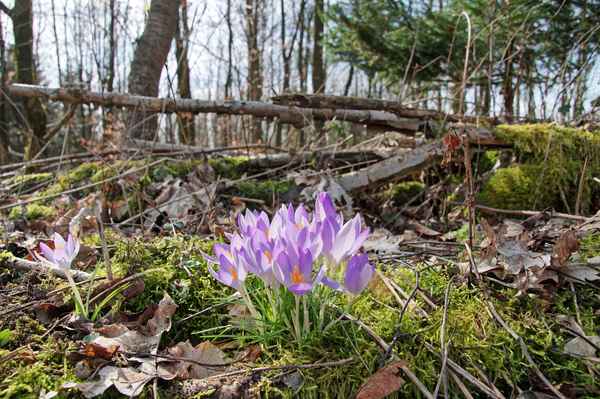 Farbpunkte im Unterholz