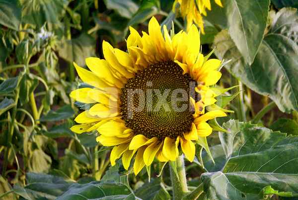 Sonnenblume