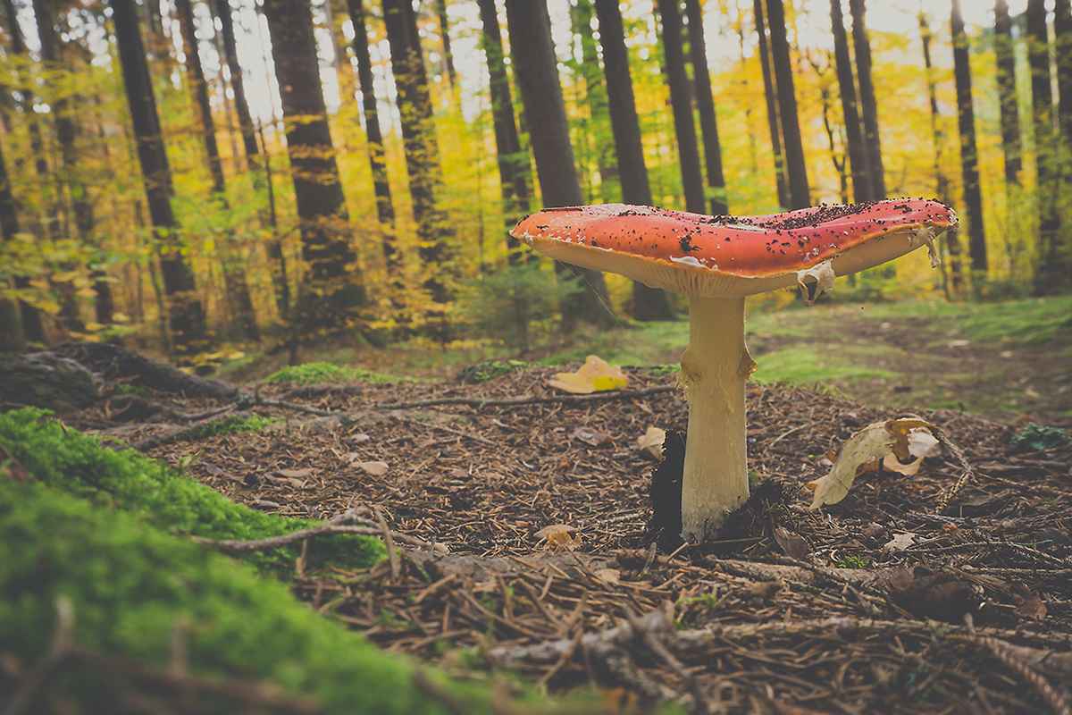 Toadstool