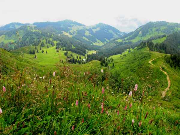 Im Aufstieg zum Riedberger Horn