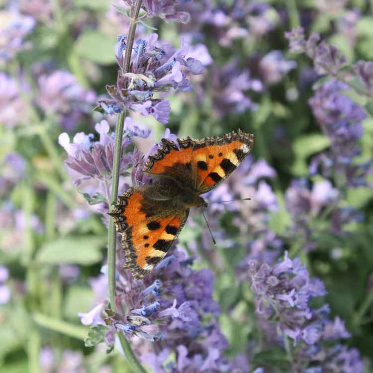 Schmetterling auf der Katzenminze