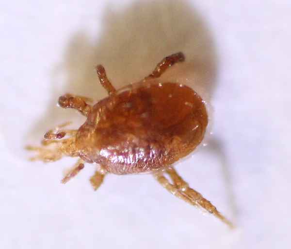 Zecke von einer Fliege abgenommen