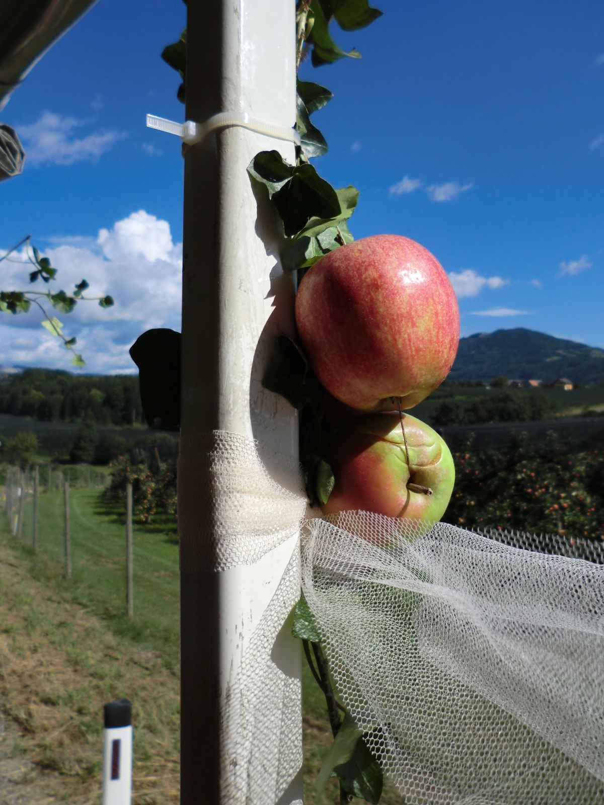 Äpfel im Apfelland/Steiermark