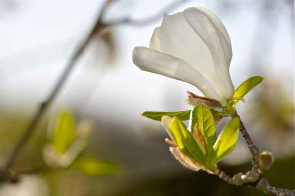 weisse Magnolie
