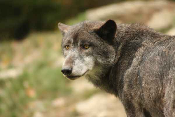 Wolf