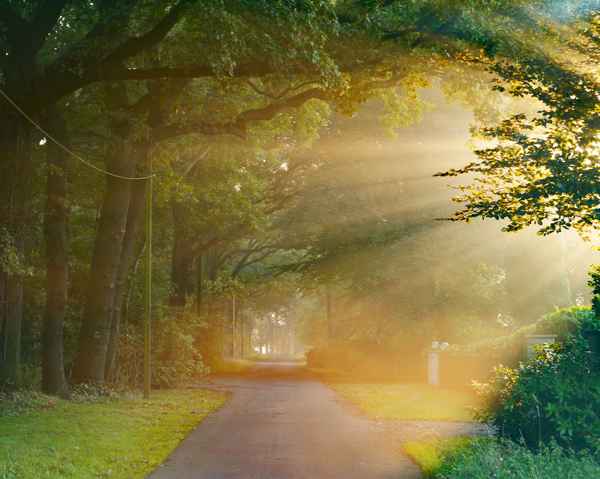 Frühnebel im Wald