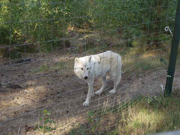 Weißer Wolf