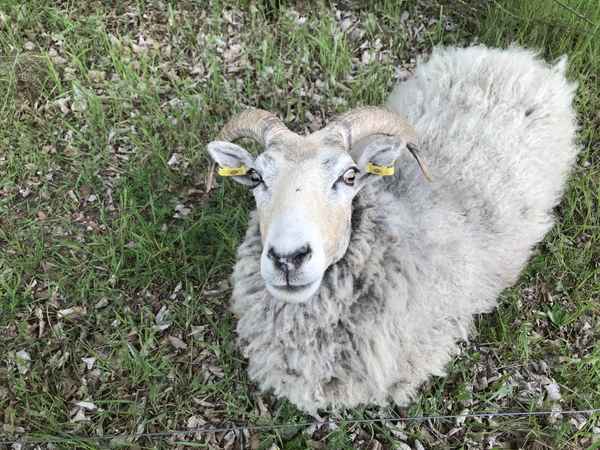 Ein Schaf Foto: Alexander Hauk