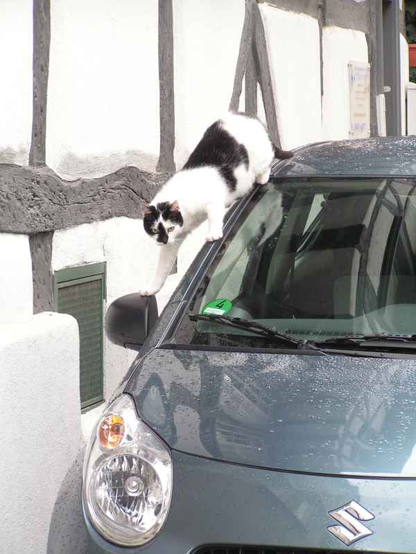Katz á la Camouflage