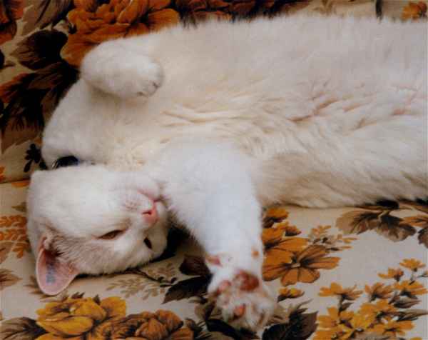 Ich will kuscheln!