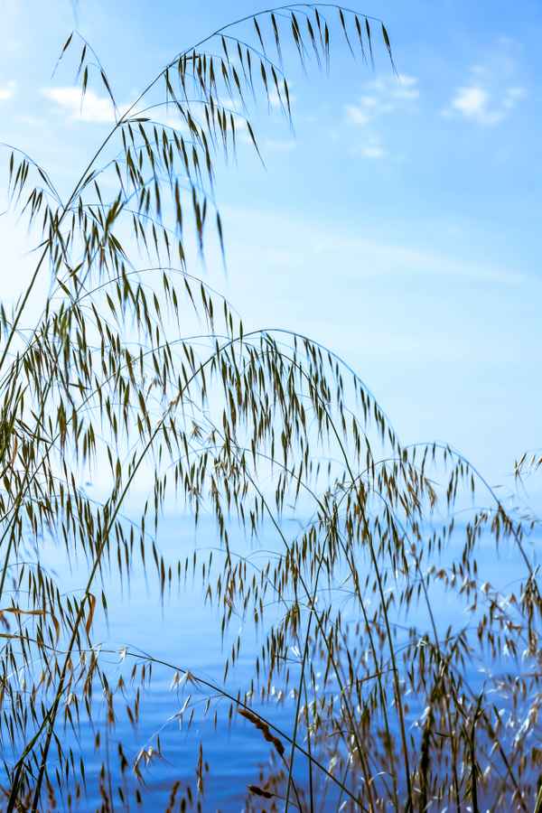 Gräser im Sommerwind