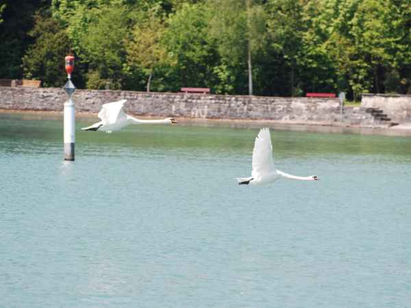 Schwäne im Flug