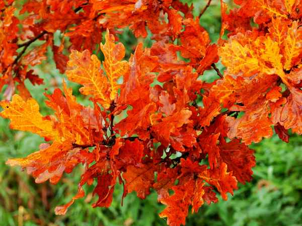 herbstleuchten