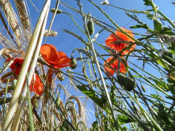 Gerstenfeld mit Mohnblumen